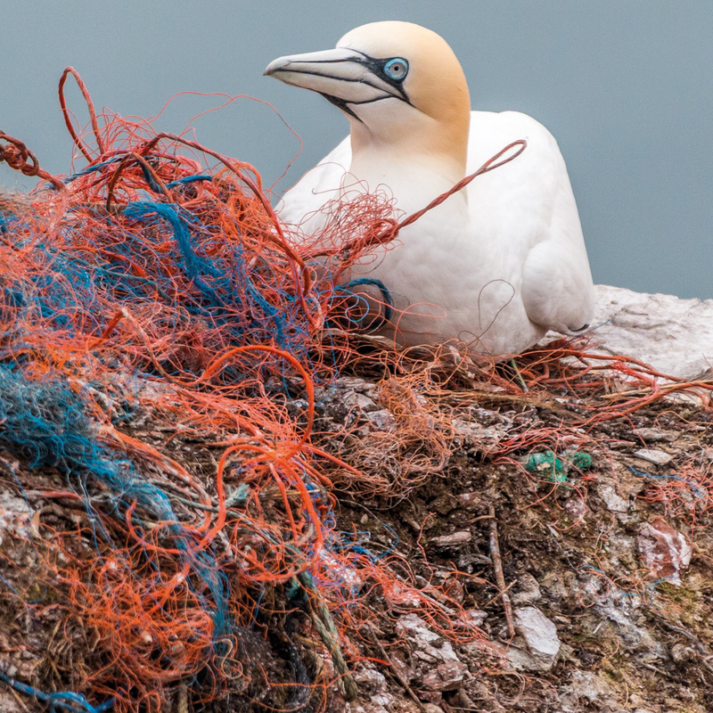 Rescuing Ocean Waste